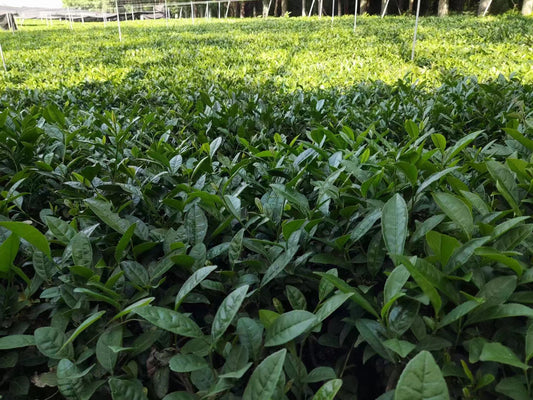 Pourquoi le matcha est-il "cher" ?