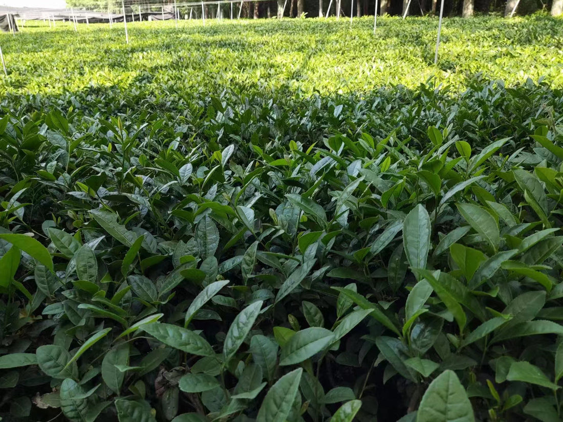 Pourquoi le matcha est-il "cher" ?